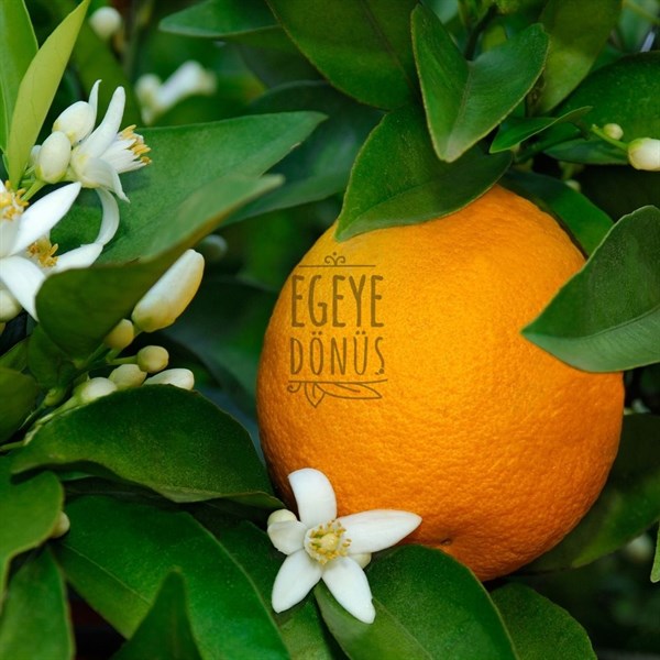 Portakal Çiçeği Kolonyası